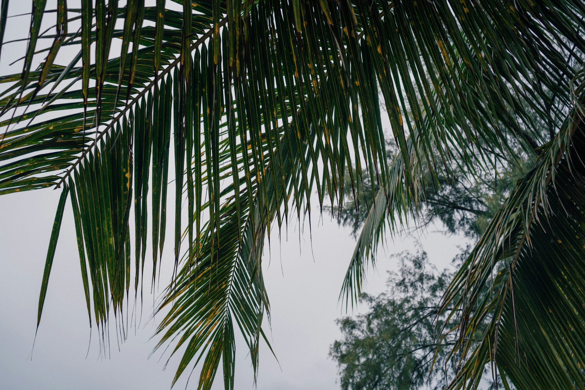 trachycarpus fortunei trachycarpus fortunei